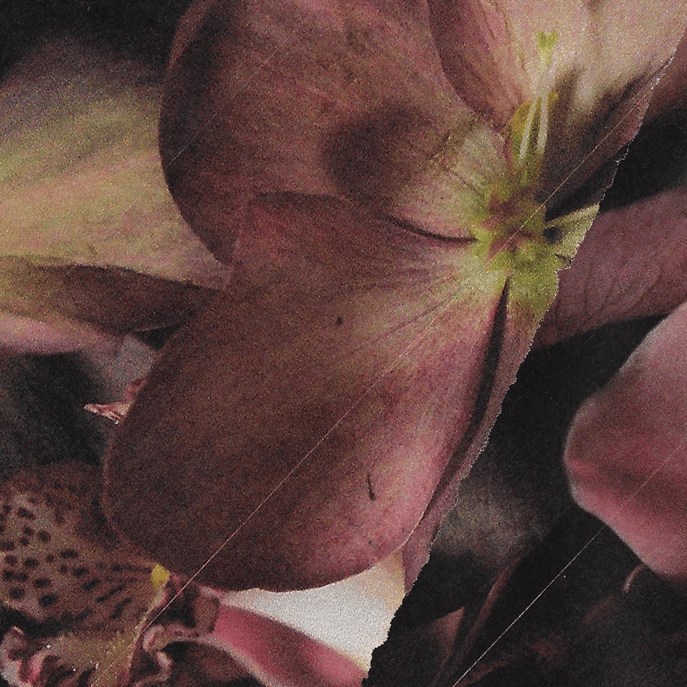 Midnight Blossom Bracelet Never-Ending Sight Valentine??s Day